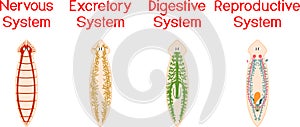 Nervous, Reproductive, Digestive and Excretory system of planaria flatworm photo